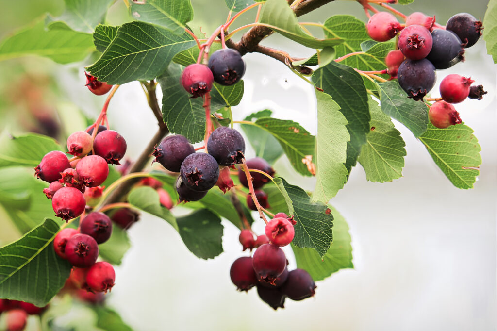 ripe and unripe saskatoon berries hanging on branches