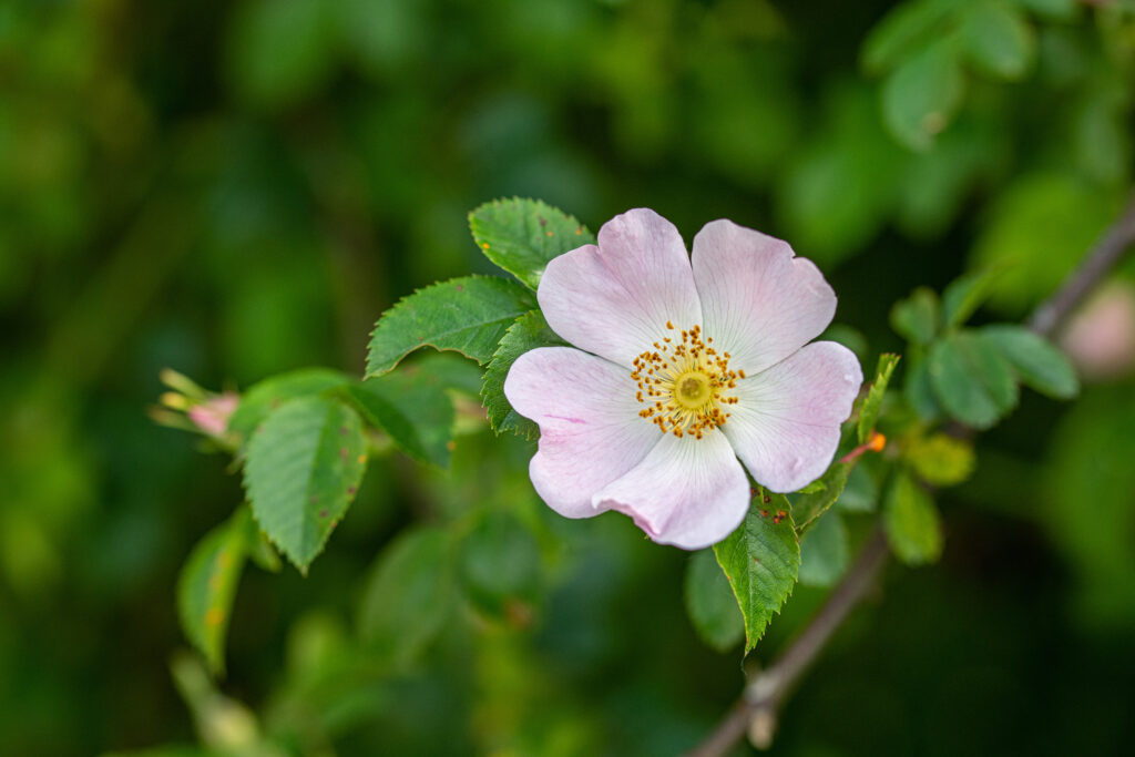 Beautiful Rosa canina ,Rose hip or rosehip, also called rose haw and rose hep, the accessory fruit of the rose plant