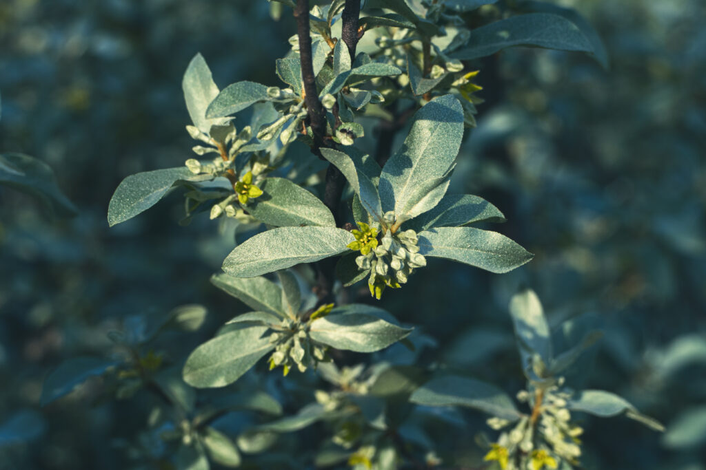 Elaeagnus commutata - Silverberry, Silver elaeagnus, Wolf willow, American silverberry bush in bloom